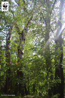 Тополите са характерна гледка в крайречните гори. Тези големи дървета са израснали без човешка намеса, за разлика от хибридните видове, които се отглеждат за бърз добив на дървесина в плантации.