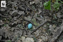 Още следи от местните обитатели – паднало в шумата яйце на поен дрозд.