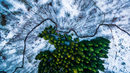 Победителят в категория "Природа" е Михаел Бернхолд, заснел от високо този "изумруд" от борова гора насред заснежени широколистни дървета в зимна Дания.