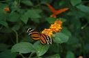 Градината е член на Асоциацията на изложителите на пеперуди - организация, която се бори за запазването на тропическите гори. Създателите на такива градини се надяват да допринесат за изучаването на света на пеперудите.