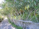 Алеята на слънцето първоначално е сред главните алеи на крепостта. Средиземноморската растителност тук е в изобилие: маслини, дафинови дръвчета, рожкови, смокини, мушмули, нарове, индийски смокини и широколистни дръвчета. Гледките към залива на Неапол, Сорентинския полуостров и Капри и тук са превъзходни.