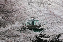Черешовите градини в Токио могат да спрат дъха на всеки гост на японската столица.