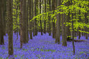 Всеки април дивите зюмбюли в Белгия цъфтят, а гората до град Хале е получила прозвището "Синята гора" заради гледката.