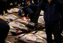 Традиционно първият за годината аукцион през януари на известния рибен пазар Tsukiji в Токио е важна част от новогодишните празненства в Япония и на него често са отбелязвани рекорди.