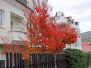 Или дървета, обагрени в златисто червено от есента.