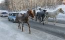 Коне минават през федералната магистрала M54 в зимен ден близо до Красноярск, Сибир, Русия.