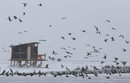 Ято птици на замръзналото Дойранско езеро в Македония.