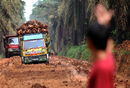 Товарни автомобили пренасят плодове за производството на палмово масло , провинция Южна Суматра, Индонезия.