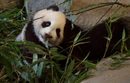 Чулина, женското бебе панда, което се роди през август миналата година, бе представена официално пред посетителите на зоологическата градина в Мадрид, Испания.