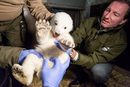 В берлинския зоопарк беше показано за първи път полярно мече. Малкото още няма име. Родено е на 3 ноември 2016 г. Мечето е дълг 67 см и тежи 4,6 кг.