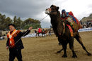 Момент от ежегодния фестивал на бой с камили в град Селчук, в района на Измир, Турция.
