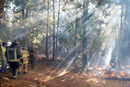 Пожарникари и съдебно-полицейски служители разглеждат мястото, където трима членове на чилийската националната горска служба загинаха, докато са се борили с горските пожари в планинската централна област Мауле, на юг от Чили.