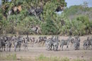 Със своите 50 000 кв.км. Selous game reserve в Танзания е една от най-големите защитени територии на животински видове в световен мащаб.
