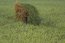 Работник носи бали с трева за храна на добитъка в Мумбай, Индия.