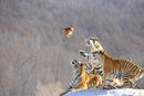 Момент от ежедневието в център за развъждане на тигри в китайската провинция Хейлонгджанг.