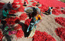 Ферма за червени люти чушки в предградие на индийския град Ахмедабад.