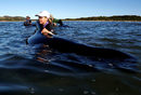 Доброволците покриват оцелелите китове с платнища и ги заливат с вода, опитвайки да ги задържат спокойни.