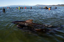 Нова Зеландия е сред страните, в които най-често китове засядат на брега.