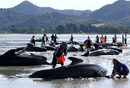 Над 400 кита заседнаха на плаж в Нова Зеландия и близо три четвърти от тях са загинали. От два дни доброволци правят опит да спасят останалите и да ги върнат във водата. Агенция "Ройтерс" показва усилията за спасяването на китовете.
