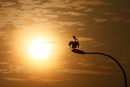 Пеликан на фона на залязващото слънце в Коломбо, Шри Ланка.