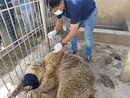 Не за първи път "Четири лапи" помага на животни в зоопаркове в зони на военни конфликти. В периода 2014 – 2016 организацията организира помощ и евакуация на животни от няколко зоопарка в ивицата Газа.