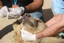 "Четири лапи" е единствената организация за защита на животните, която получава достъп до град Мосул, в покрайнините на който все още се водят престрелки. Храната и медикаментите, доставени от организацията, ще бъдат достатъчни за около месец и ще бъдат раздавани от местни доброволци