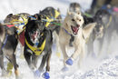 Във Феърбанкс, Аляска, САЩ започна традиционният турнир за кучешки впрягове "Идитарод".