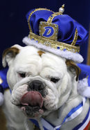 Кучетата от тази порода са символ на университета "Дрейк", който организира и конкурса.