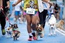 <a href="http://www.dnevnik.bg/photos/2017/05/07/2966873_fotogaleriia_mini-maraton_za_kucheta/" target="_blank">Мини маратон за кучета и техните стопани се проведе в Банкок, Тайланд</a>
