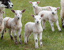 Овце във ферма близо до Мелроус, Великобритания.