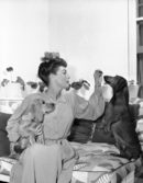 Актрисата Джоан Крофорд е председател на Фонда за военни кучета.<br /><br />На снимката актрисата позира с двете си кучета, Пупчен - дакел, който е генерал, и Хъну с ранг на адмирал в Холивуд на 24 октомври 1943 г.