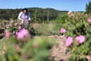 Веселина Ралчева обработва 80 декара свои рози, а още толкова са в процес на растеж. Затвореният цикъл на производство й позволява да е по-гъвкава при промените на цените, но й се отразява двуяко.