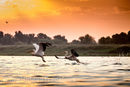 Румъния е включена в класацията с делтата на Дунав. Тук може да бъдат наблюдавани 120 растителни вида, 320 вида птици, 45 вида сладководни риби.Румънската част на делтата на втората по големина европейска река е национален парк от 1938 г. и е обявена от ЮНЕСКО за част от световното природно наследство. Ценовият диапазон при настаняването е твърде широк като потребителите могат да избират между скромни къщи за годти и луксозни спа хотели. Авторите на класацията посочва ориентировъчна цена за настаняване от 15 евро и малко над 10 евро за храна.