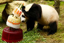 Гигантската панда Хинг Я празнува 4-ия си рожден ден с ледено-плодова торта в зоопарка в Реен, Холандия.