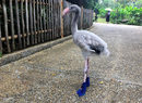 Бебе фламинго с обувки, изработени от пазачите, за да предпазят краката му от горещия бетон в птичия парк "Джуронг" в Сингапур.