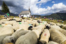 След празника почти 800 овце тръгват от летните пасища на тридневна екскурзия до ледник високо в региона Вале, където да изкарат зимния сезон.