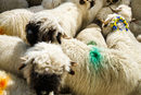 В тези стада може да се види една от най-редките породи овце - черноносите. В Швейцария те наброяват само няколко хиляди.