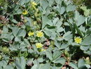 Дребноцветна сибалдия (Sibbaldia parviflora) е рядък вид, защитен от Закона за биологичното разнообразие. У нас се среща само в Осогово.