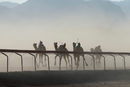 Момент от надбягване с камили в пустинята Вади Рум в Йордания.<br /><br />Камилите трябва да пробягат 5-километрово трасе, яздени не от хора, а от роботи-жокеи. За да могат да направляват животните, техните собственици също обикалят покрай трасето, но в автомобили и с дистанционни в ръка.