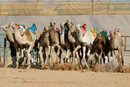 Надбягванията с камили са традиционен спорт за арабските страни. В йорданската пустиня гонките обикновено започват рано сутрин. Състезателите са разделени в няколко категории, като всяка гонка обикновено продължава около четвърт час.