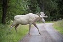 <strong>Агенция "Ройтерс" представя кои са нейните най-популярни снимки за 2017 в "Инстаграм".</strong><br /><br />Швед успя да заснеме рядък вид бял лос, а снимките и видеоклипа с животното са гледани над милион пъти в социалните мрежи.<br /><br />Ханс Нилсон - председател на Общинския съвет на Еда в западната шведска провинция Вермланд, от години се опитвал да снима бял лос, но миналата седмица най-сетне имал сполука и го документирал как плува през поток и пасе от листата на храстите.<br /><br />В Швеция, където се смята, че живеят около 300 хил. кафяви лосове, са регистрирани 100 с бял цвят. Уникалността им се дължи на генетичен дефект.
