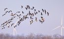 Друга заплаха за червеногушите гъски са вятърните перки, разположени на прелетния път на птиците. Освен, че предизвикват директна смърт, при сблъсък в тях, ветрогенераторите биват поставяни на места, които са ценни за почивка и хранене на птиците. През последните години, като особено сериозна заплаха се очертава и загиването на птици от удар след сблъсък с потенциално опасни стълбове от електропреносната мрежа.<br /><br />Опасни за червеногушите гъски електрически стълбове ще бъдат обезопасени с помощта на специални устройства – дивертори. Диверторите са светофари за птиците. Поставени на жиците, движейки се от вятъра, пластинките с рефлекторно покритие служат като сигнални знаци за птиците да летят далеч от стълбовете, на които са монтирани.
