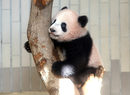 Бебето панда Сян Дян, родено на 12 юни 2017 г., играе на дърво по време на пресконференция, преди да бъде официално пуснато в Зоологическата градина в Токио, Япония.