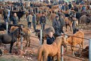 Пазар за добитък в Ронгжианг, Китай.