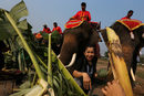 Тайланд отбелязва Националния ден на слона в древния град Аютая. Празникът се провежда на специално оборудвана площадка на около 80 км северно от столицата Банкок. <br />