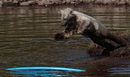 Хамиш, първата полярна мечка, която се роди в Обединеното кралство, се охлажда в езерното си заграждение в The Highland Wildlife Park, Шотландия.