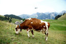 В швейцарските Алпи хеликоптери "Супер Пума" на военната авиация доставят вода с пластмасови контейнери за кравите поради продължаващата суша.