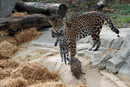 Майката показва бебетата си ягуари Ланка и Алоха. Семейството обитава зоопарк в източната част на Париж.