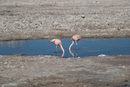 Фламинго в лагуната на пустинята Атакама, Чили.