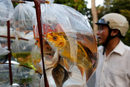 Декоративни рибки се продават на улица в Ханой, Виетнам.